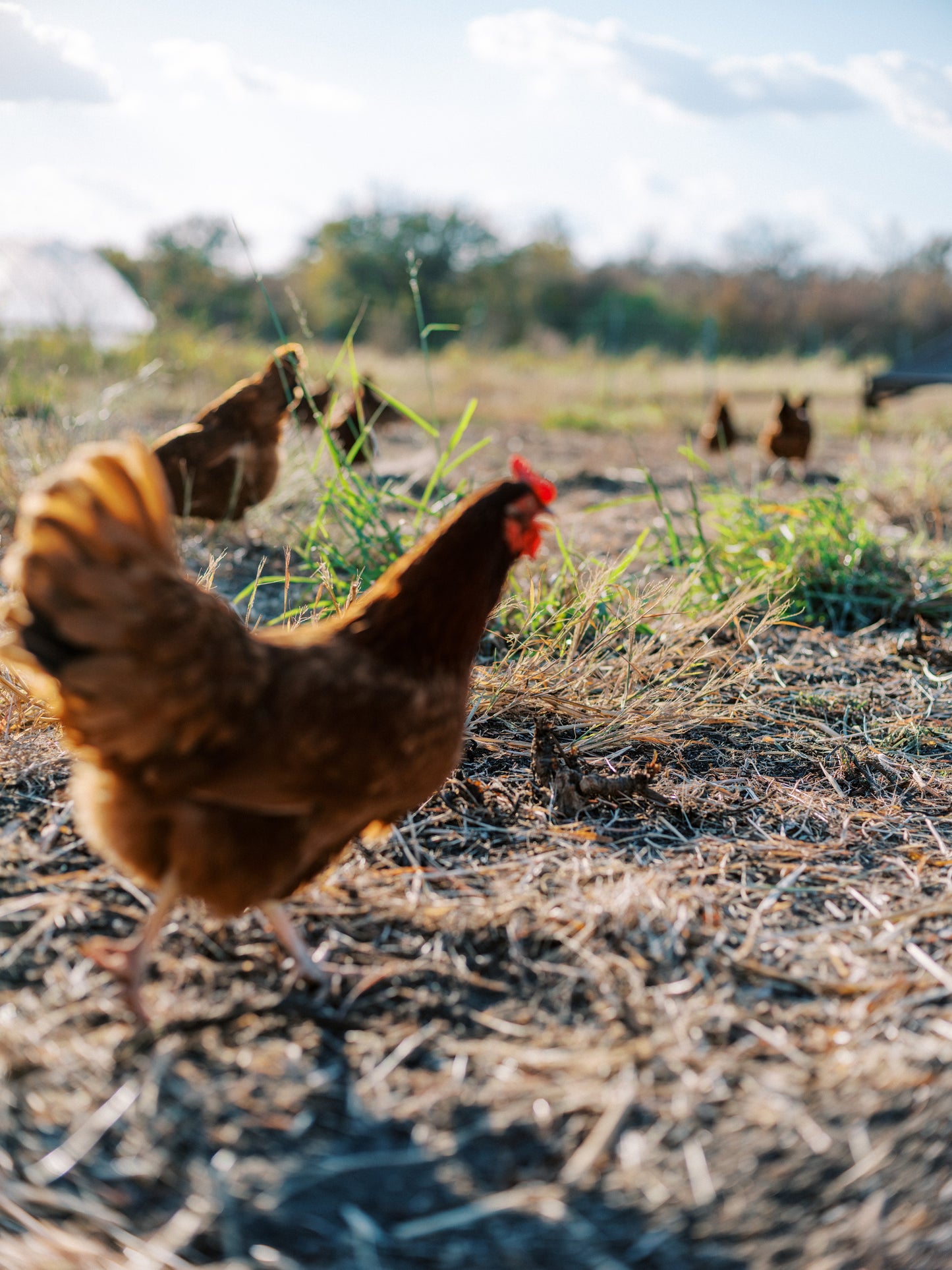 Spring/Summer 2026 CSA Subscription