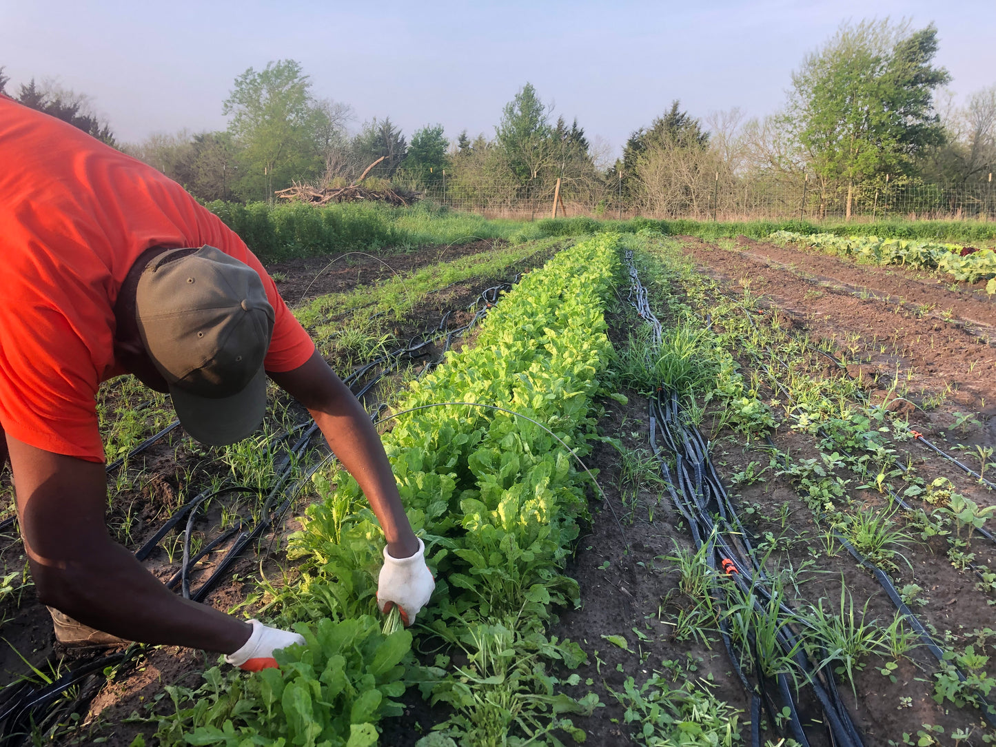 Spring/Summer 2026 CSA Subscription