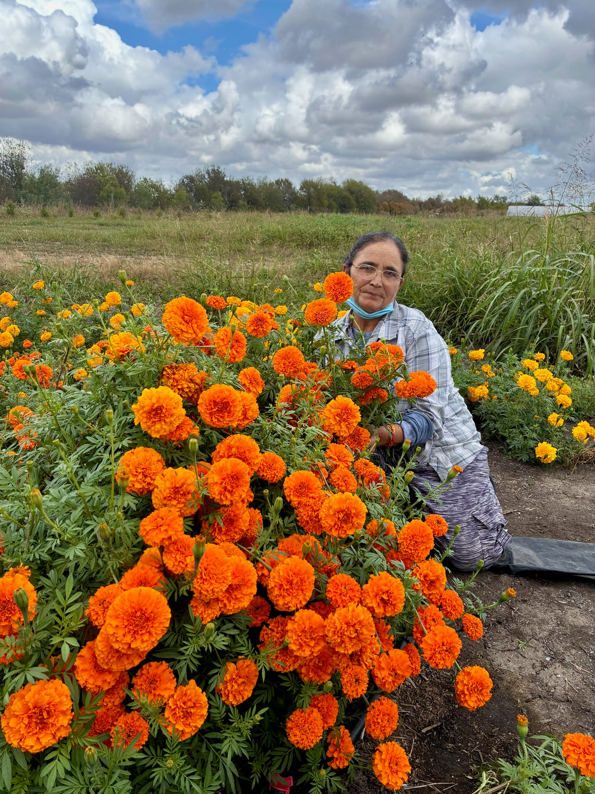 Marigold bunch