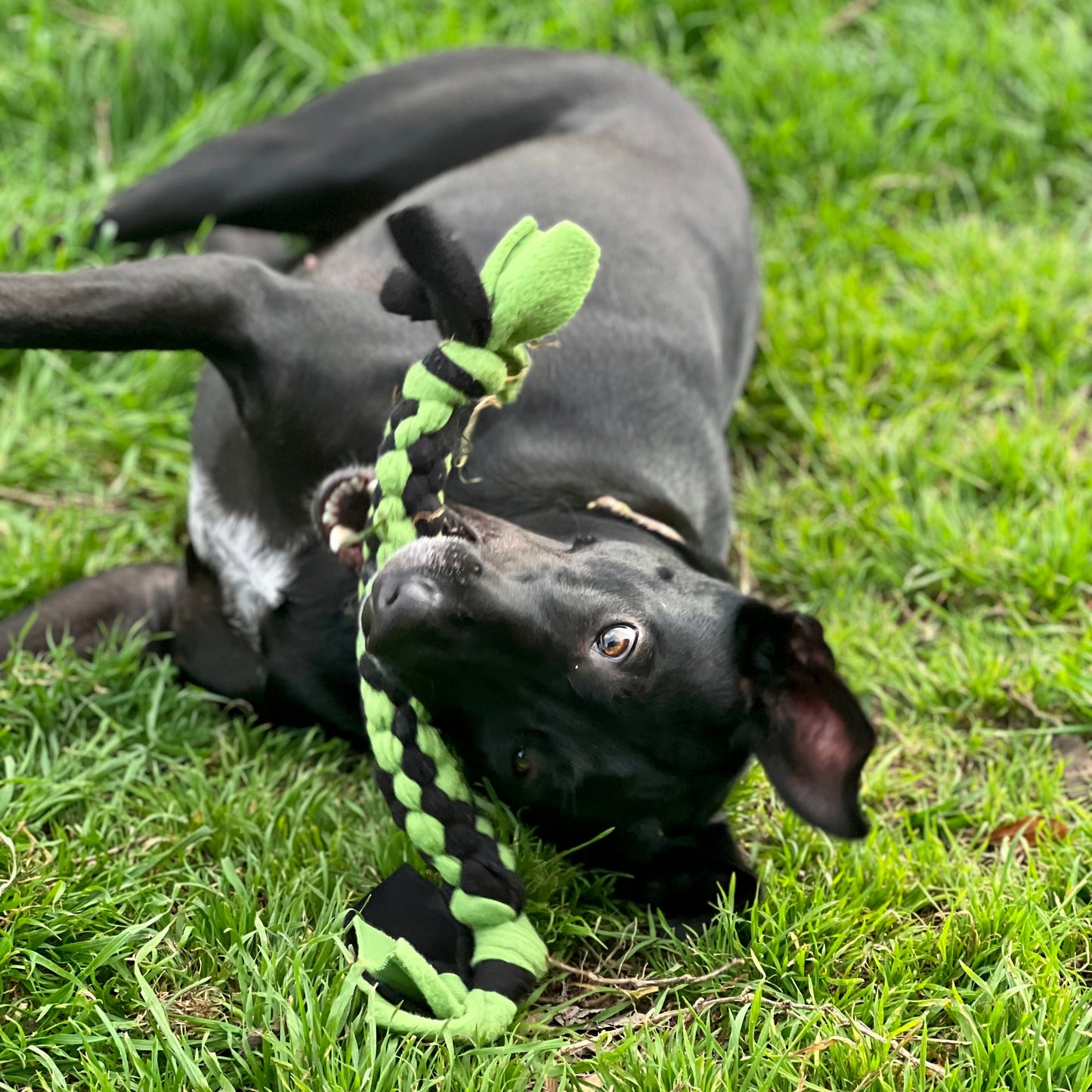 hand-braided-dog-toy